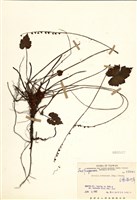 藏品(臺灣嗩吶草)的圖片